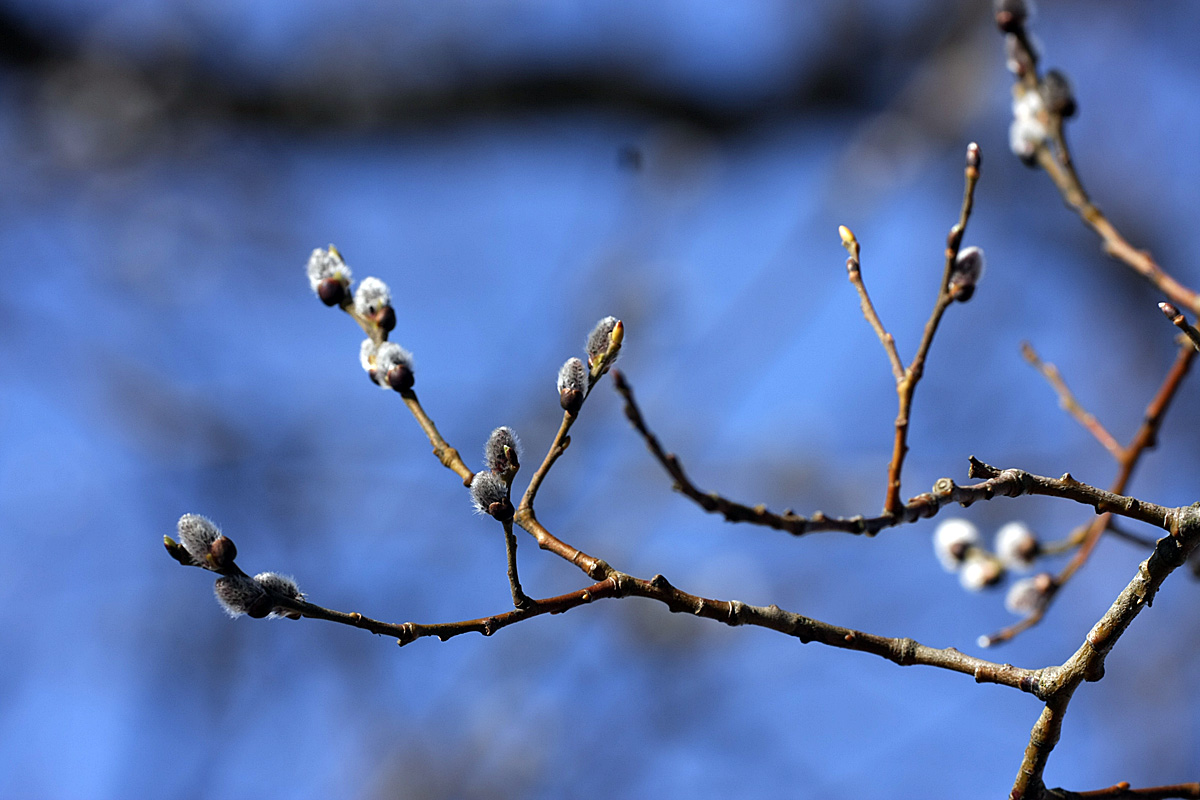 Image of Salix caprea specimen.