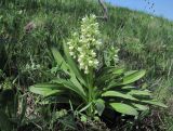 Dactylorhiza romana subspecies georgica. Цветущее растение. Дагестан, Кумторкалинский р-н, хр. Нарат-Тюбе, ок. 500 м н.у.м., опушка леса. 24.04.2019.