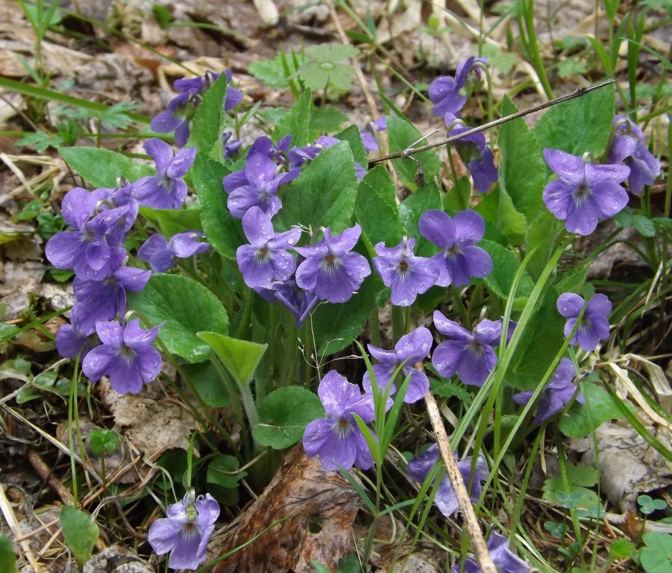 Изображение особи род Viola.