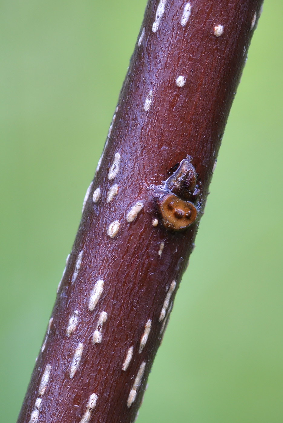 Image of Frangula alnus specimen.