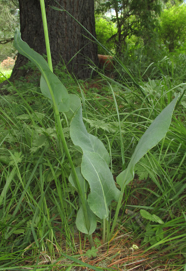 Image of Ligularia altaica specimen.