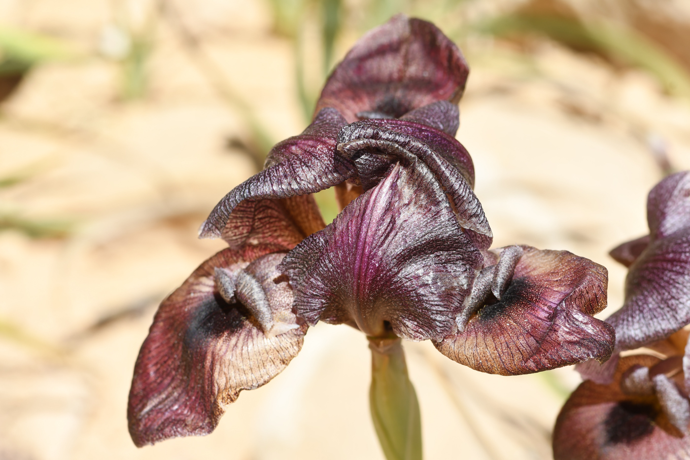 Image of Iris petrana specimen.