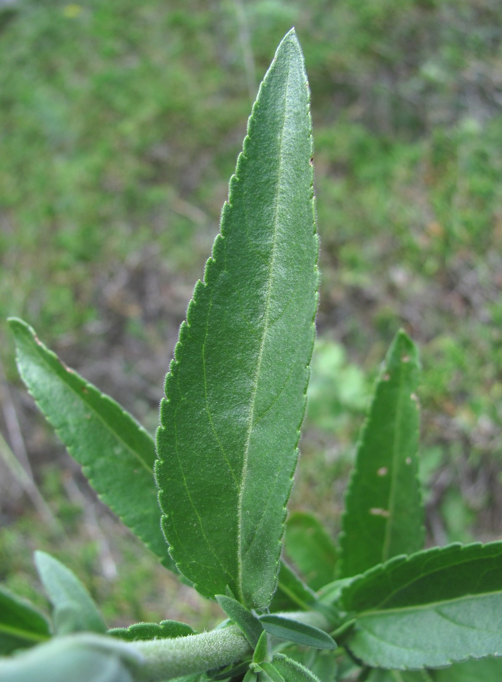 Image of Veronica spuria specimen.