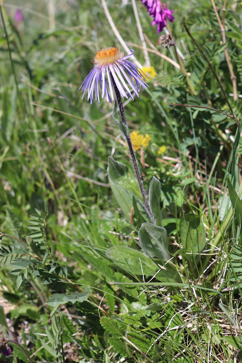 Изображение особи Erigeron flaccidus.