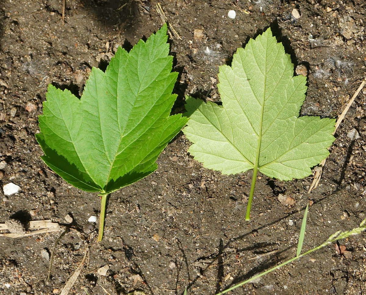 Image of Physocarpus opulifolius specimen.