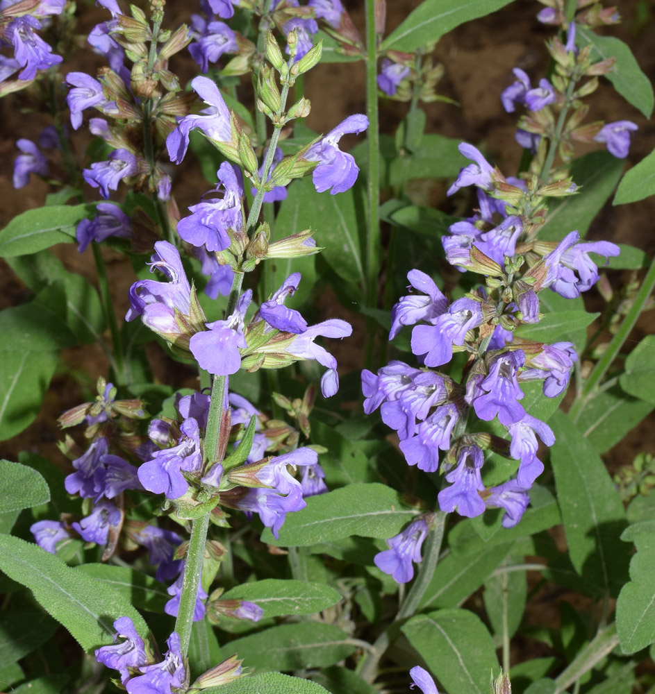 Изображение особи Salvia officinalis.