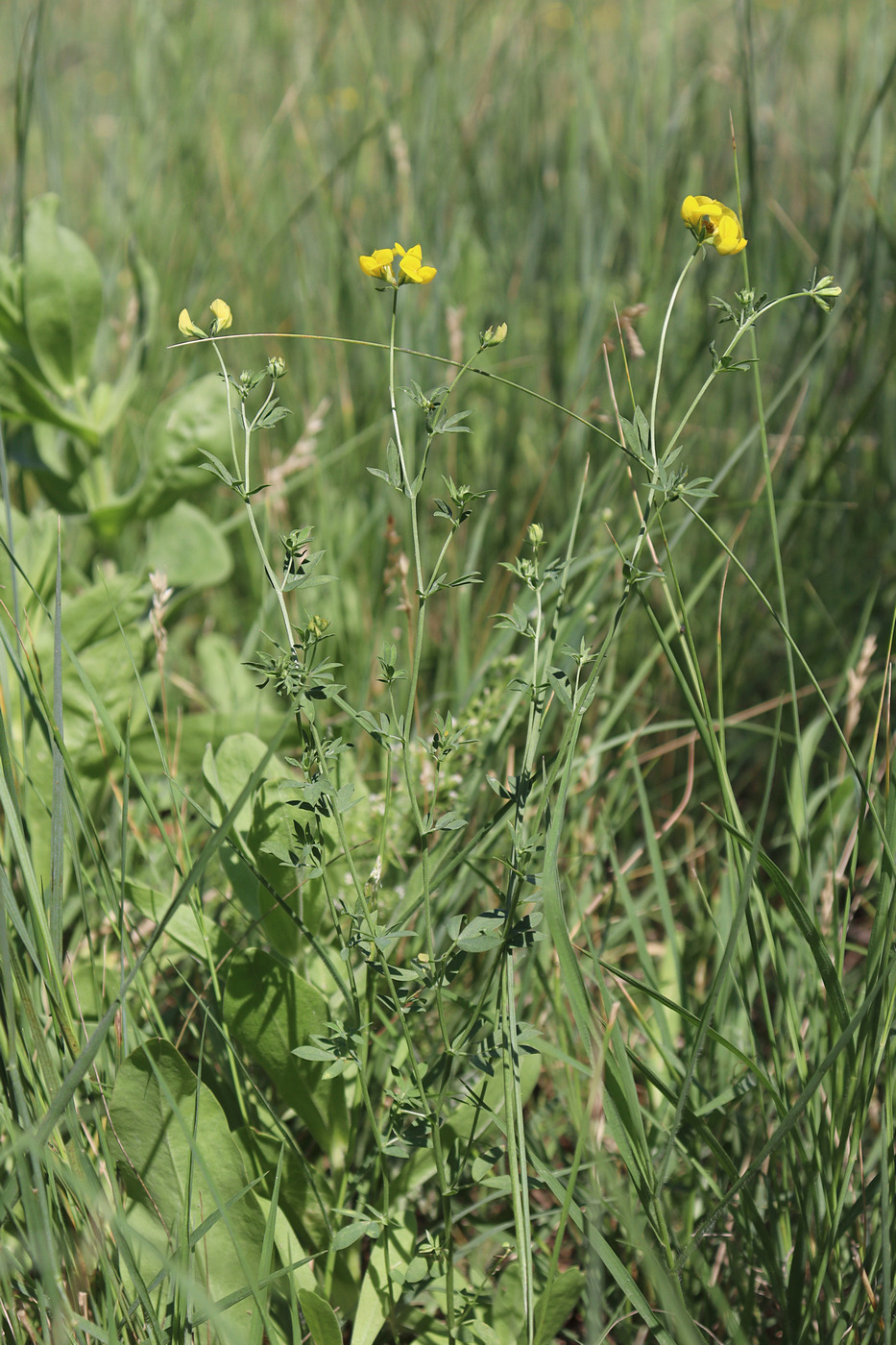 Image of Lotus krylovii specimen.