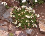 Saxifraga exarata