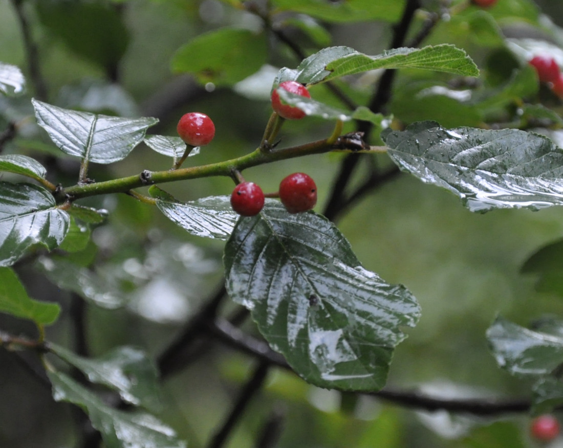 Image of Frangula alnus specimen.