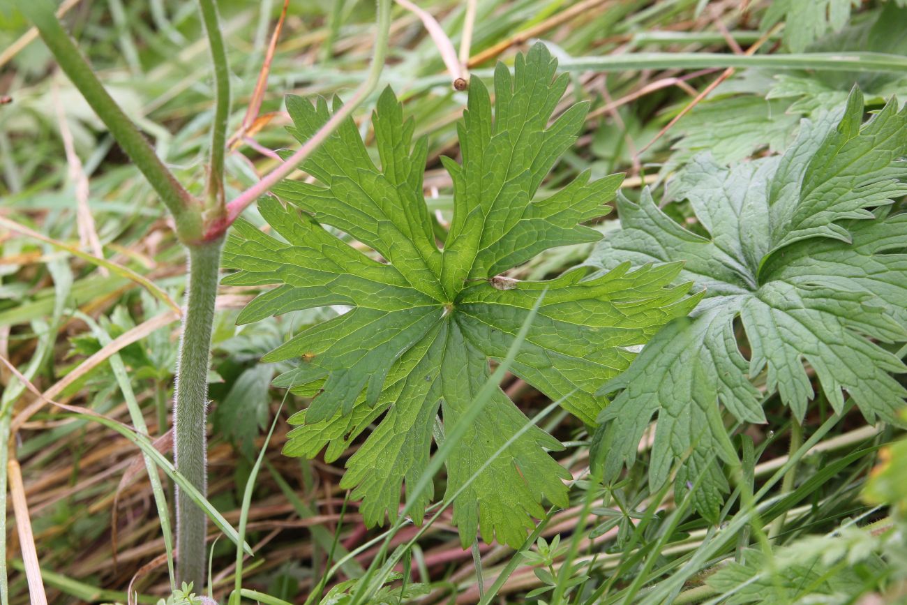 Изображение особи Geranium pratense.