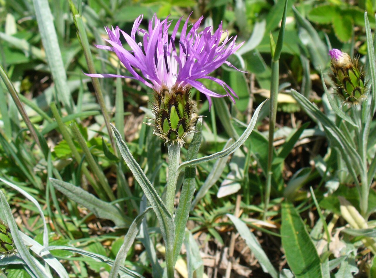 Изображение особи Centaurea napulifera.