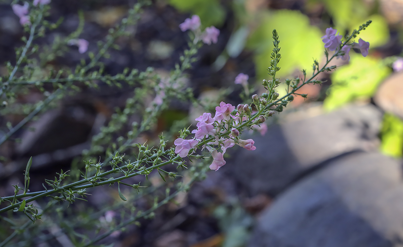 Image of genus Linaria specimen.