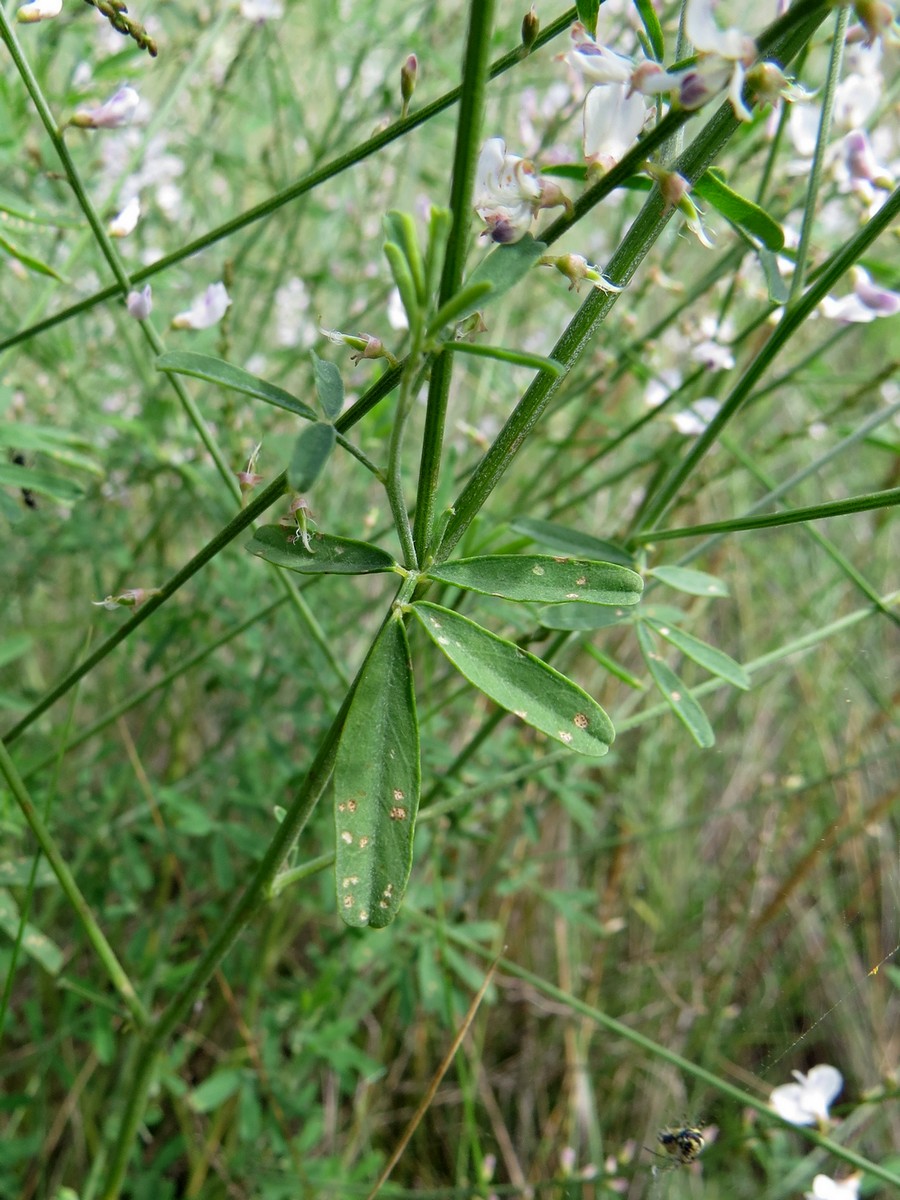 Image of Astragalus melilotoides specimen.