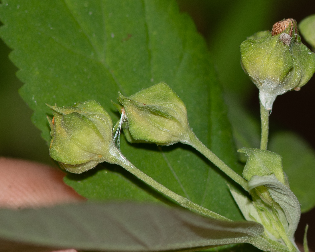 Image of Sida rhombifolia specimen.