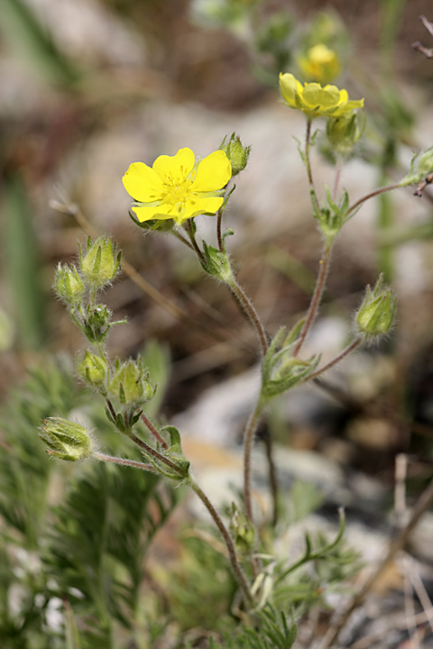 Image of Potentilla soongorica specimen.