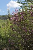 Cercis siliquastrum