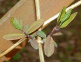 Lonicera prolifera