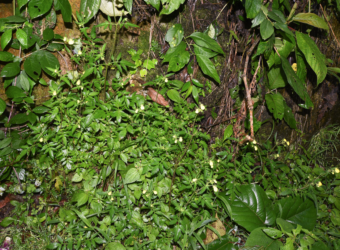 Image of Calceolaria tripartita specimen.