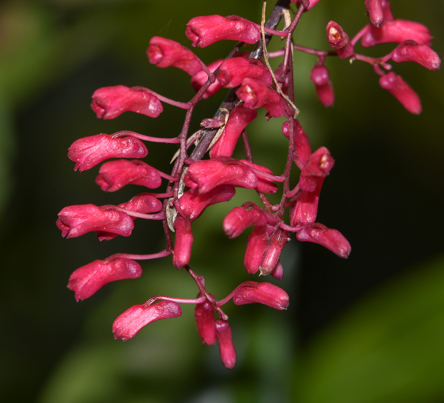 Изображение особи семейство Orchidaceae.