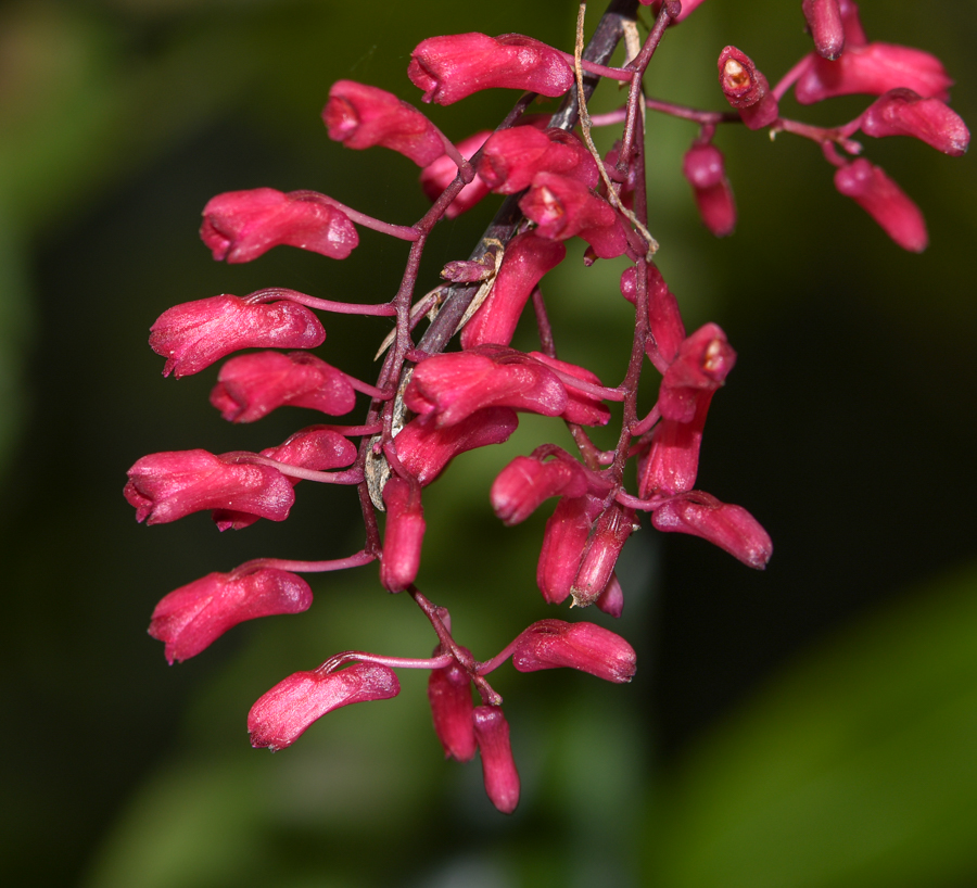 Image of familia Orchidaceae specimen.