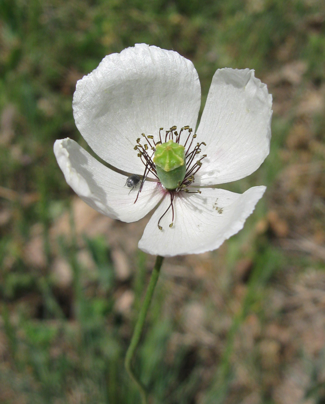 Изображение особи Papaver albiflorum.