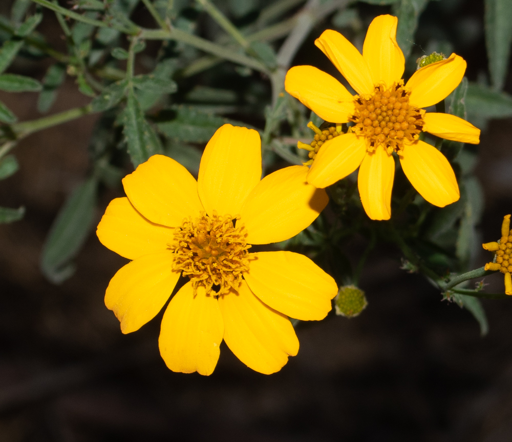 Image of Tagetes lemmonii specimen.