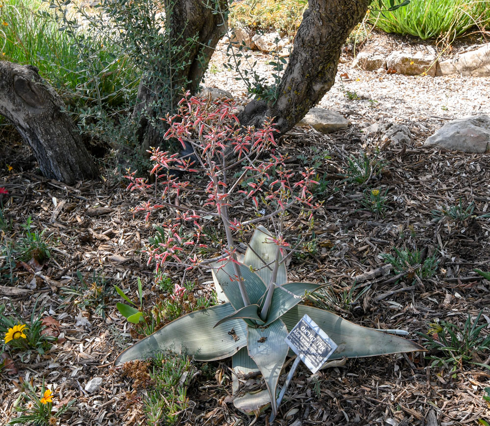 Изображение особи Aloe karasbergensis.