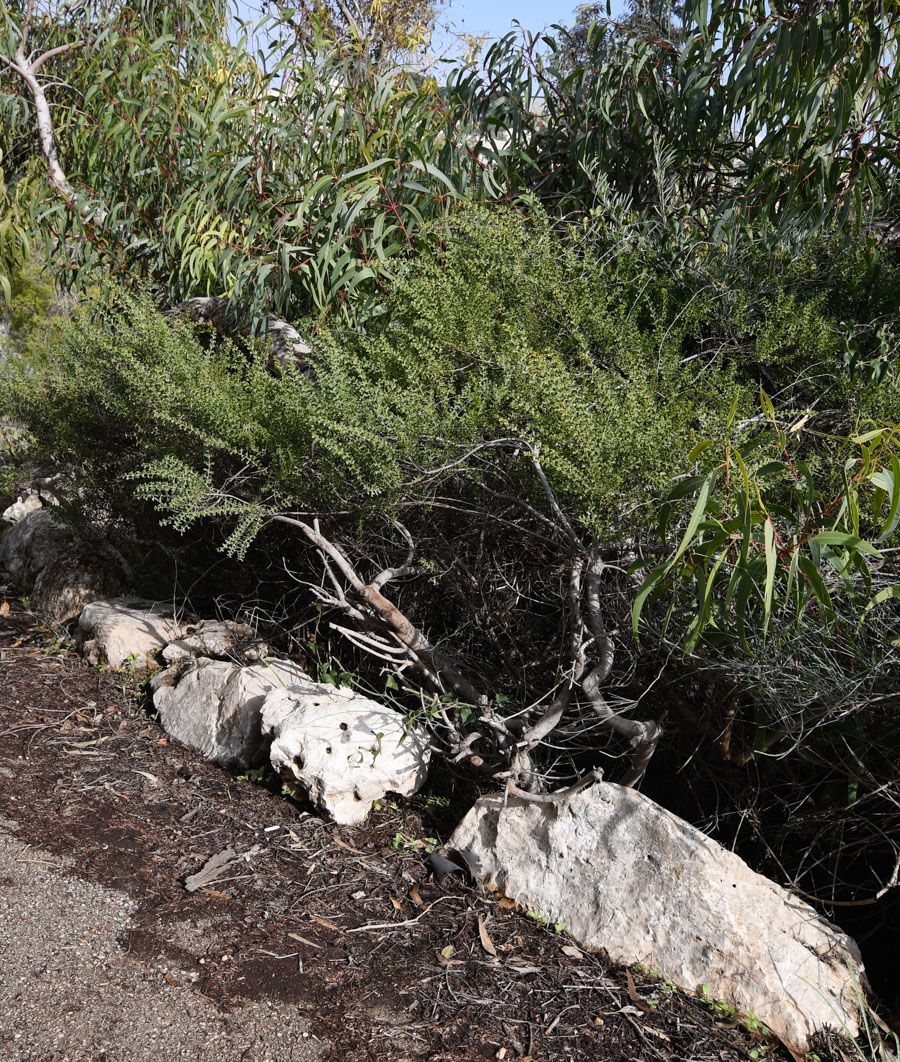 Image of Acacia truncata specimen.