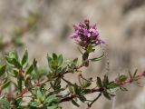 Thymus pulchellus. Веточки с соцветием. Краснодарский край, Мостовской р-н, окр. пгт Псебай, хр. Герпегем, ≈ 1000 м н.у.м., горный луг, гипсовое обнажение. 19.08.2021.