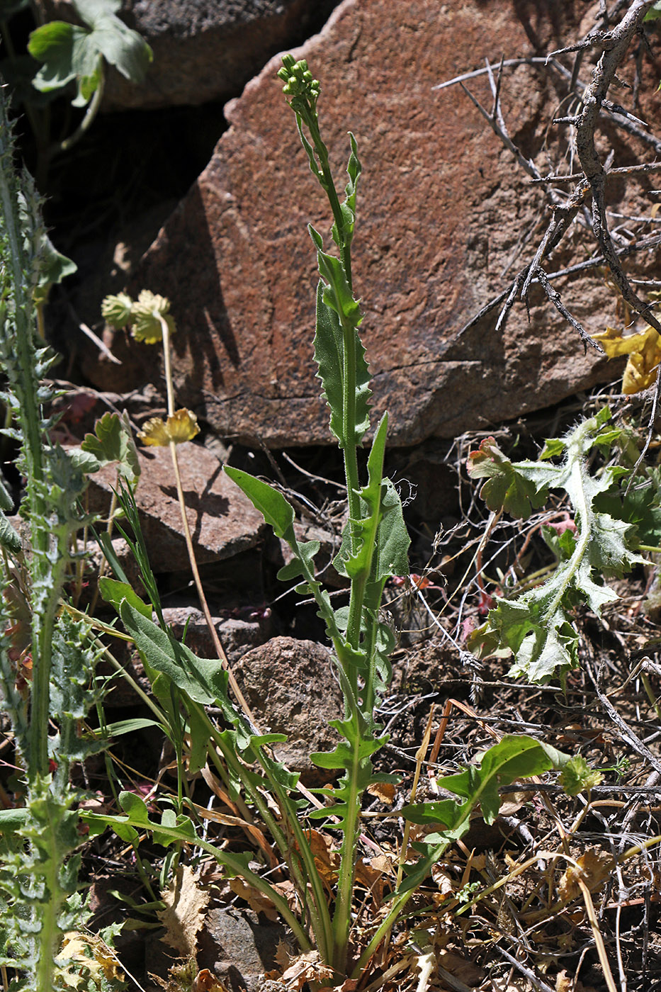 Image of Crepis pulchra ssp. turkestanica specimen.