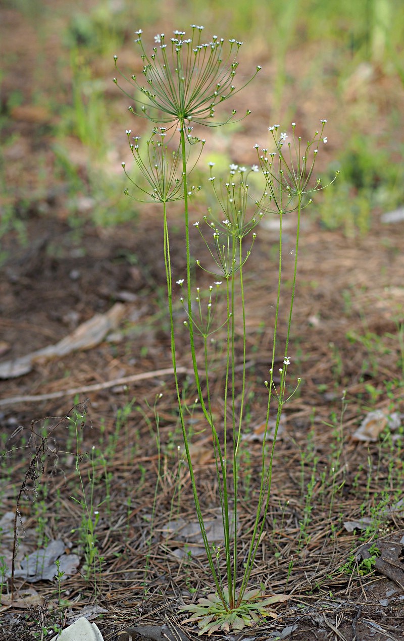 Image of Androsace septentrionalis specimen.