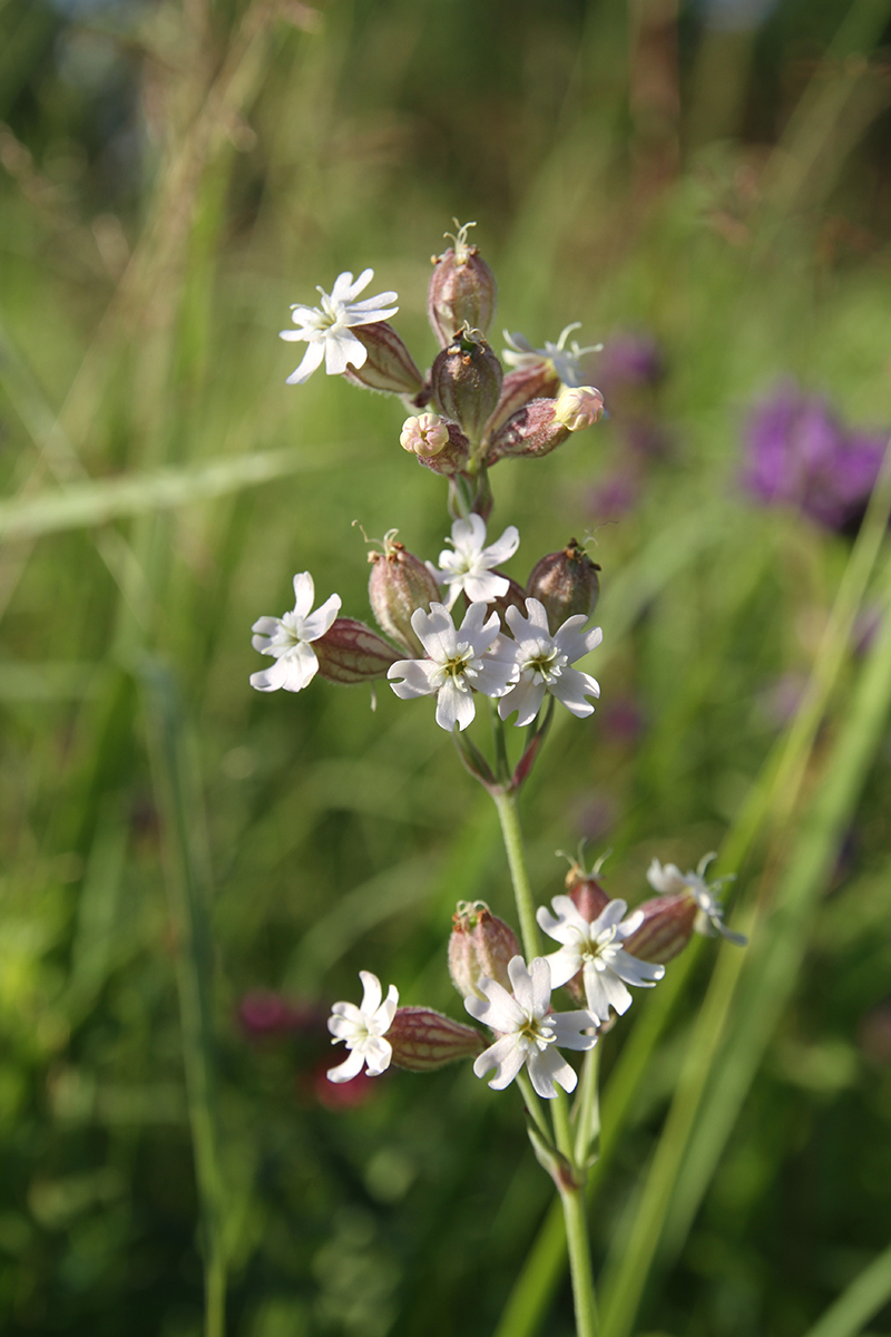 Изображение особи Silene amoena.