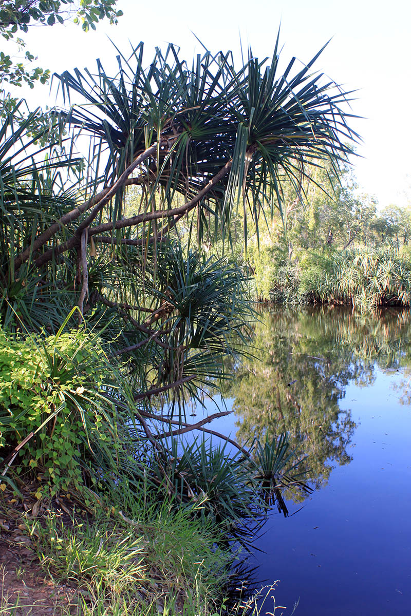 Image of genus Pandanus specimen.