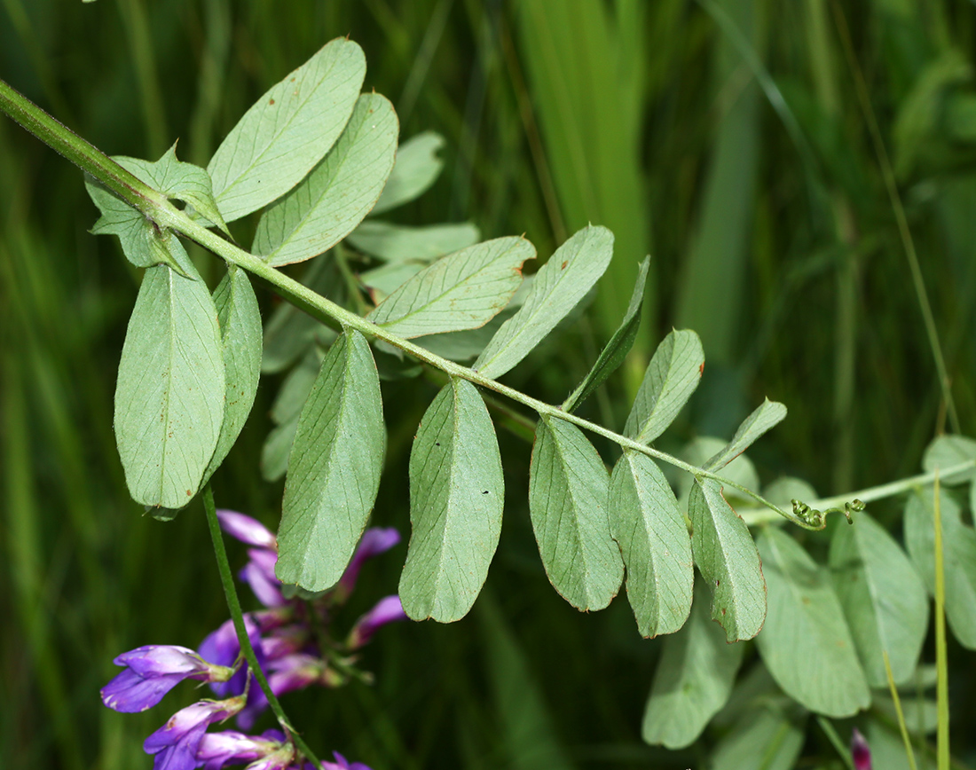 Image of Vicia amoena specimen.