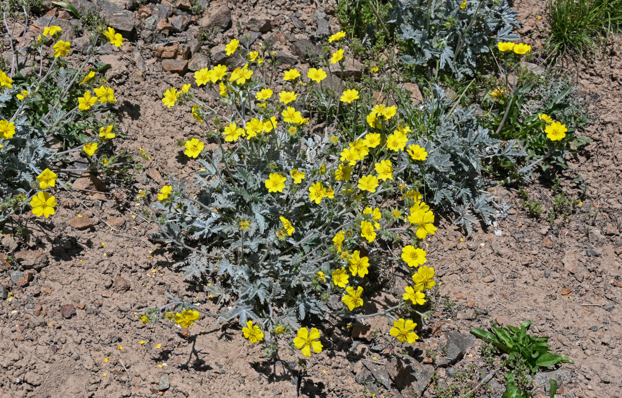 Изображение особи Potentilla hololeuca.