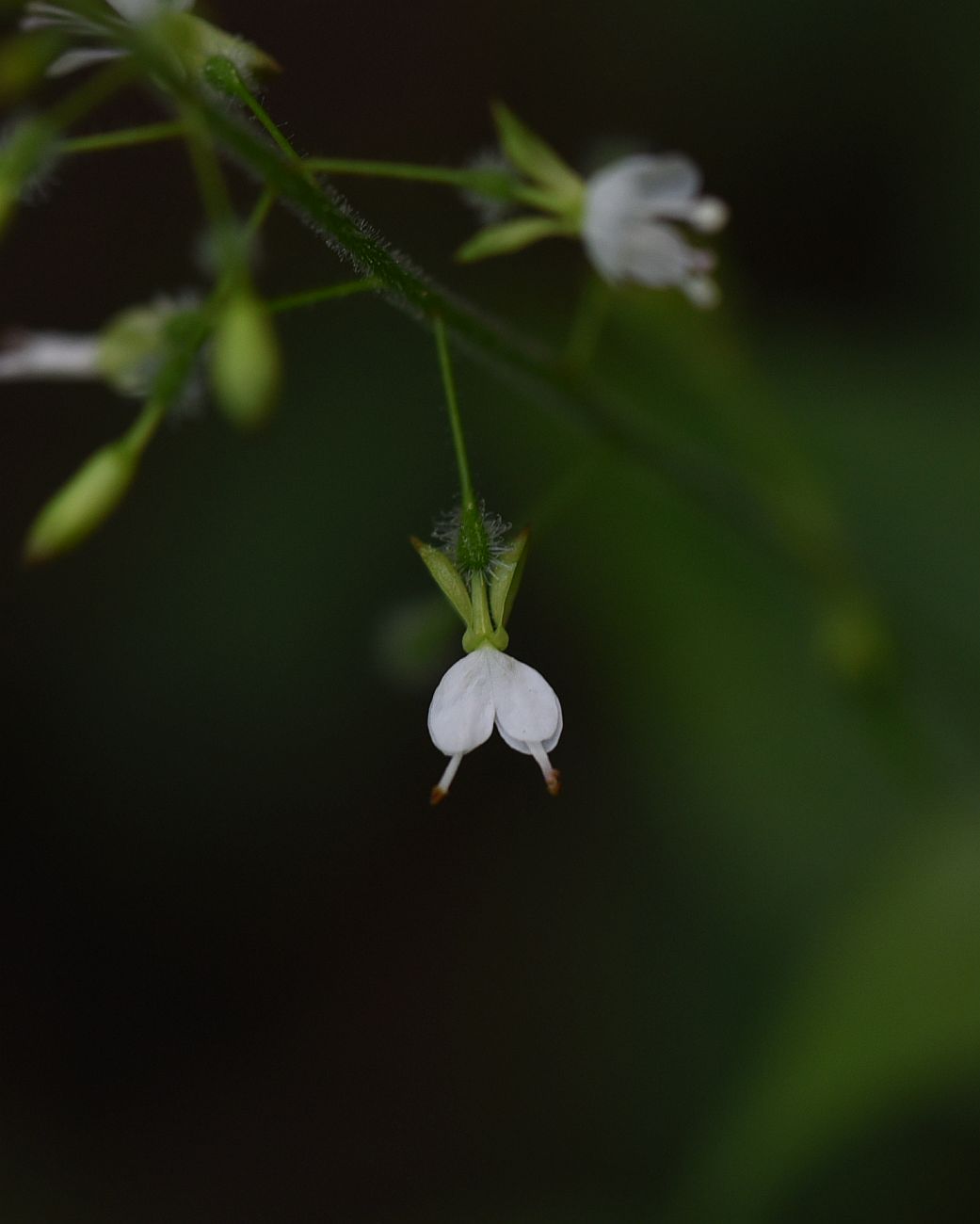 Image of Circaea lutetiana specimen.