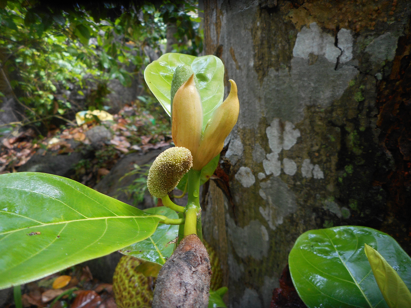 Image of Artocarpus heterophyllus specimen.