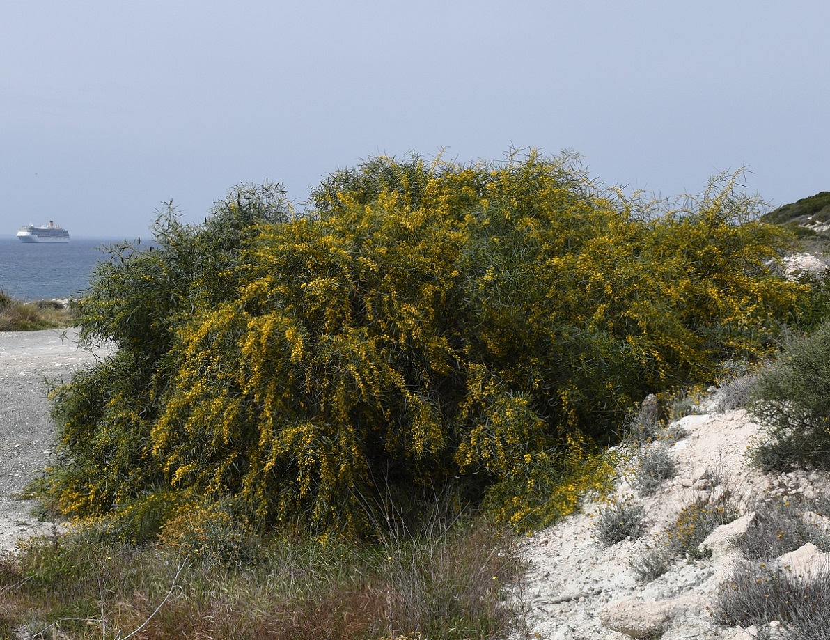 Image of Acacia salicina specimen.