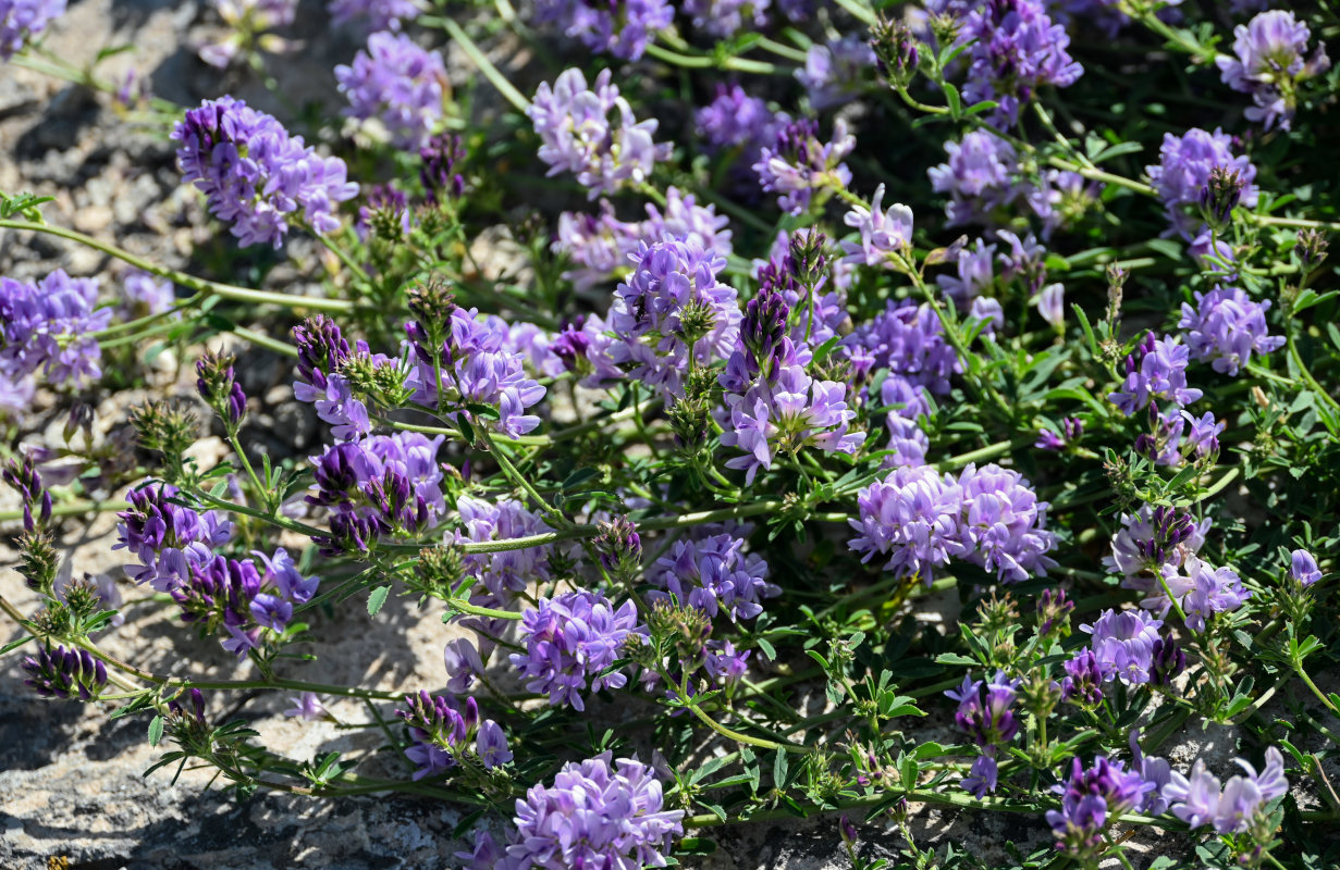 Image of Medicago sativa specimen.