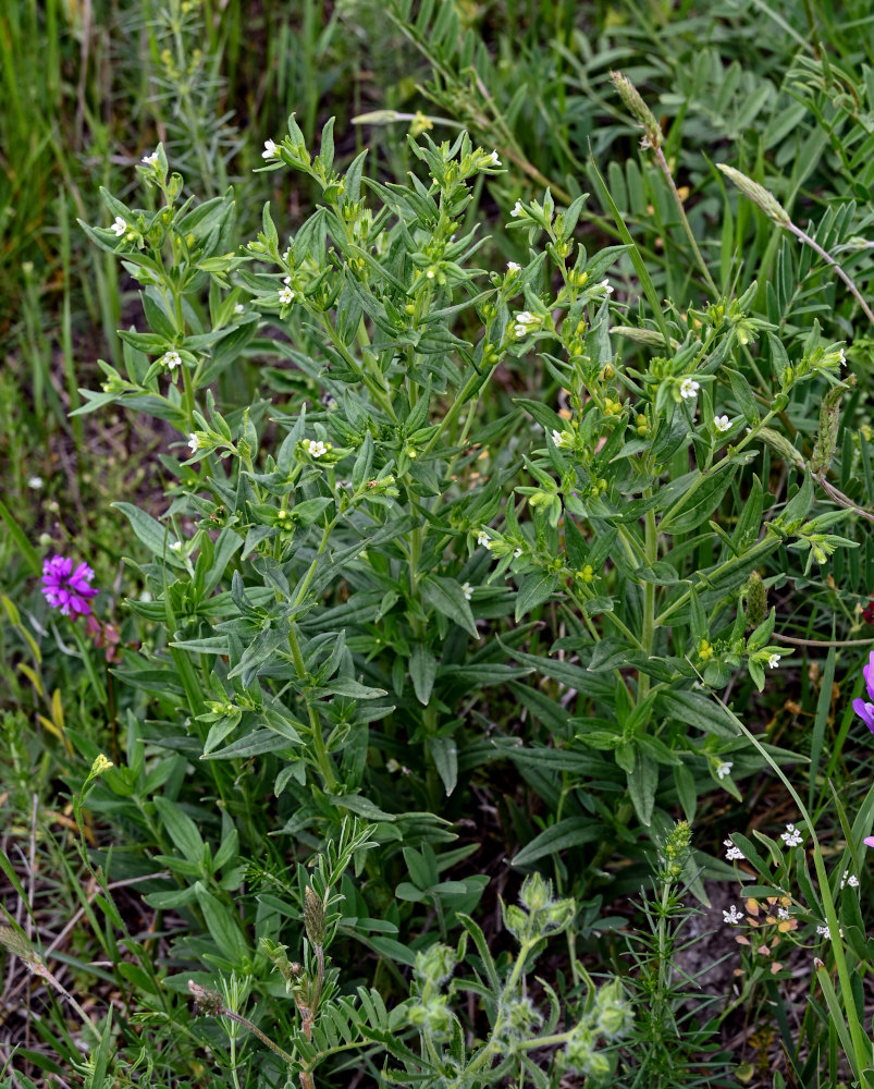 Image of Lithospermum officinale specimen.