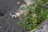 Cirsium echinus. Цветущее растение. Республика Ингушетия, Джейрахский р-н, окр. альплагеря \"Кязи\", выс. 2100 м н.у.м, левый борт долины ручья, граница луга и щебнистой осыпи. 23 июля 2022 г.