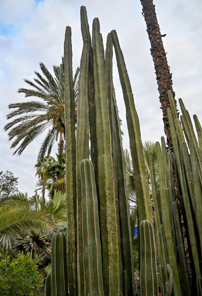 Изображение особи Pachycereus marginatus.