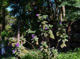 Pleroma heteromallum. Цветущее растение. Чили, обл. Valparaiso, провинция Isla de Pascua, г. Hanga Roa, озеленение улицы. 06.03.2023.