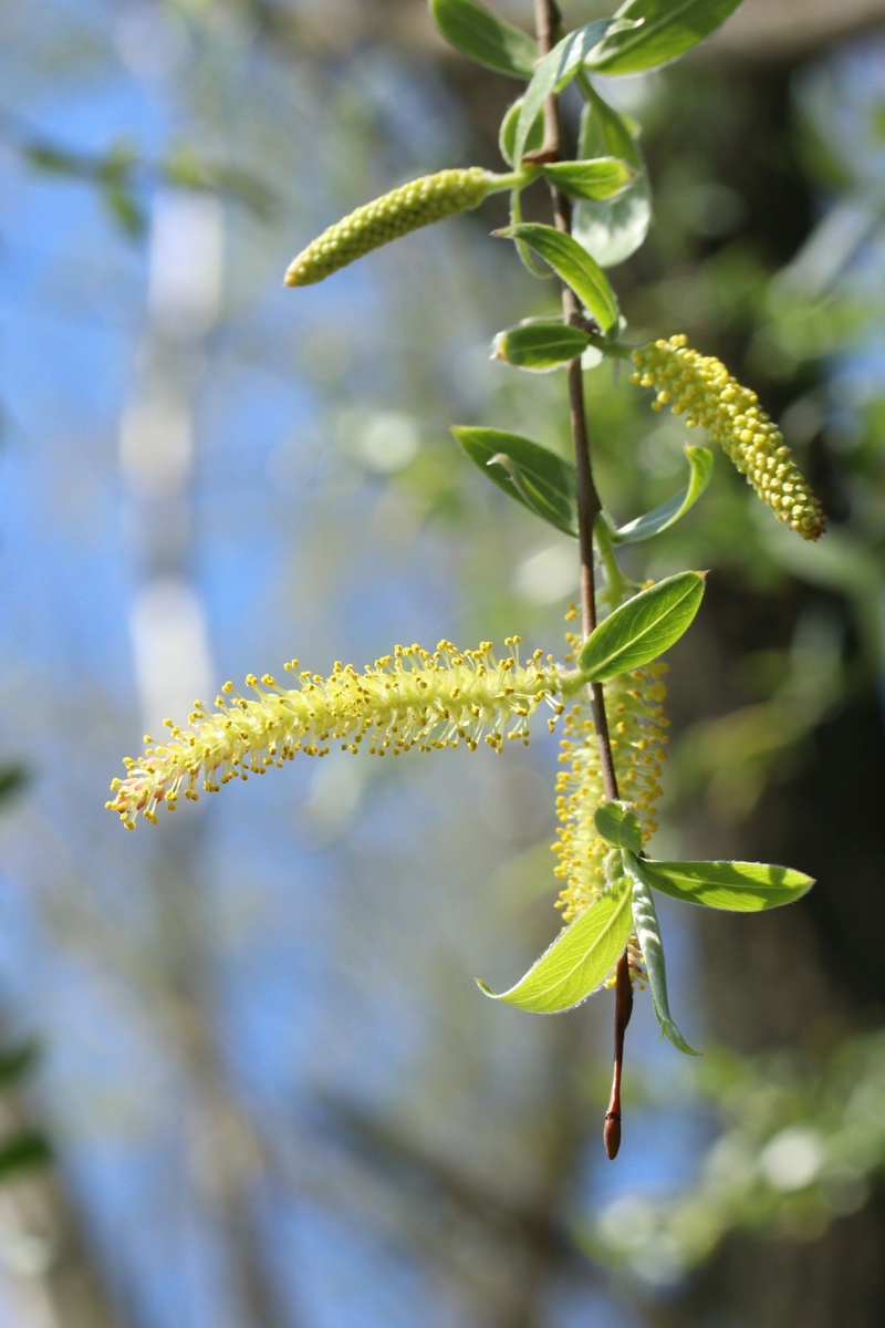 Изображение особи Salix alba.