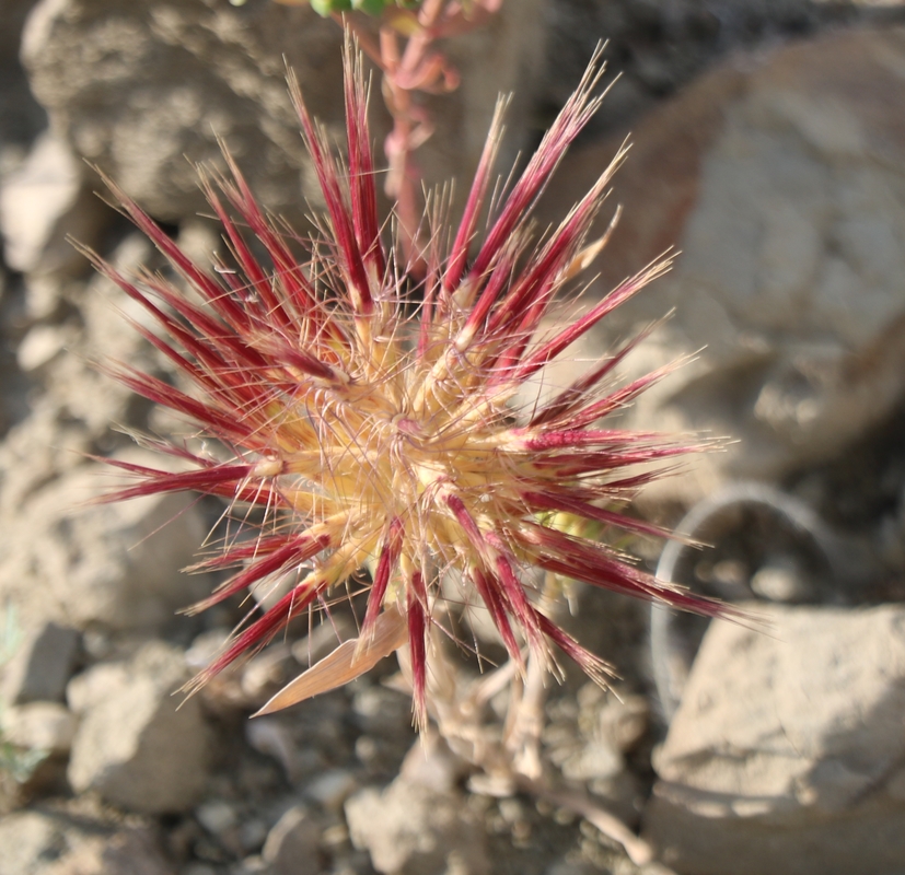 Image of Boissiera squarrosa specimen.