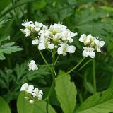 Cardamine leucantha. Соцветие. Хабаровский край, окр. г. Комсомольск-на-Амуре, близ р. Силинка. 04.06.2023.