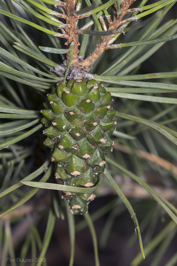 Изображение особи Pinus sylvestris.