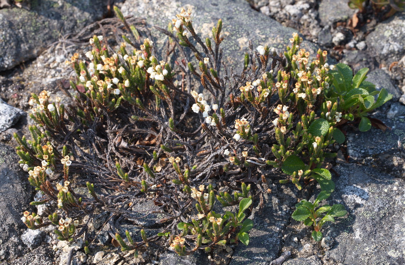 Изображение особи Cassiope ericoides.