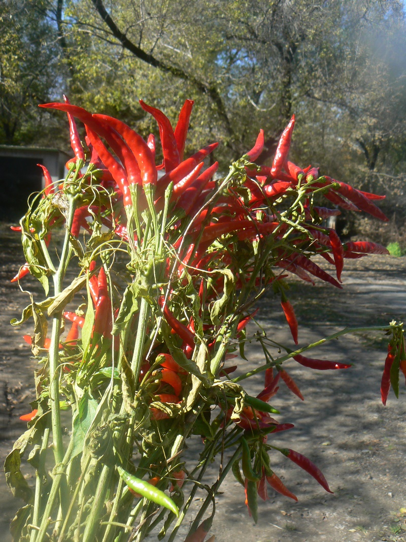 Image of Capsicum annuum specimen.