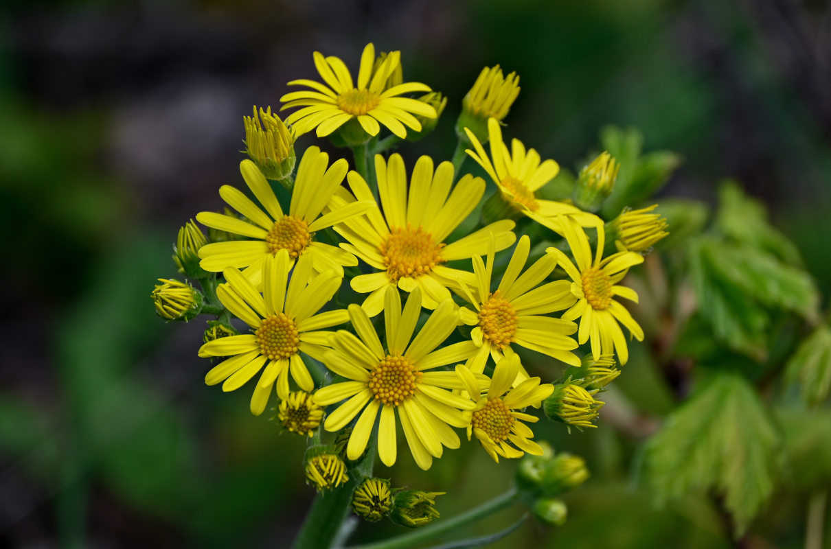 Изображение особи Tephroseris cladobotrys.